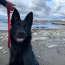 Autoridad Marítima de Punta Arenas recibe al primer perro que ayudará en la lucha antinarcóticos