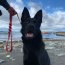 Autoridad Marítima de Punta Arenas recibe al primer perro que ayudará en la lucha antinarcóticos