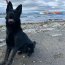 Autoridad Marítima de Punta Arenas recibe al primer perro que ayudará en la lucha antinarcóticos