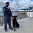 Autoridad Marítima de Punta Arenas recibe al primer perro que ayudará en la lucha antinarcóticos
