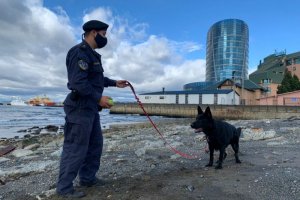 Autoridad Marítima de Punta Arenas recibe al primer perro que ayudará en la lucha antinarcóticos Autoridad Marítima de Punta Arenas recibe al primer perro que ayudará en la lucha antinarcóticos