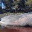  LSG Alacalufe y Gobernación Marítima de Puerto Williams apoyaron levantamiento de siete ballenas varadas  