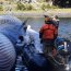 LSG Alacalufe y Gobernación Marítima de Puerto Williams apoyaron levantamiento de siete ballenas varadas