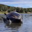  LSG Alacalufe y Gobernación Marítima de Puerto Williams apoyaron levantamiento de siete ballenas varadas  