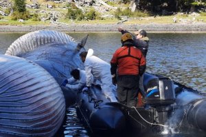 LSG "Alacalufe" y Gobernación Marítima de Puerto Williams apoyaron levantamiento de siete ballenas varadas LSG "Alacalufe" y Gobernación Marítima de Puerto Williams apoyaron levantamiento de siete ballenas varadas