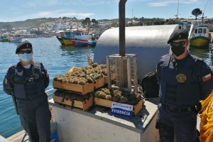 310 kilos de erizo fueron incautados por la Capitanía de Puerto de Quellón 310 kilos de erizo fueron incautados por la Capitanía de Puerto de Quellón