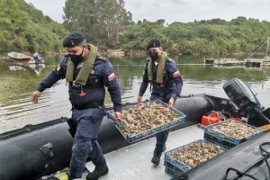 Armada y SERNAPESCA incautaron más de 600 kilos de ostras chilenas en Ancud