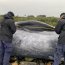 Capitanía de Puerto de Chaitén constató varamiento de ballena azul