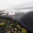 Capitanía de Puerto de Chaitén constató varamiento de ballena azul
