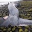 Capitanía de Puerto de Chaitén constató varamiento de ballena azul