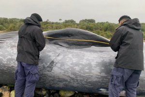 Capitanía de Puerto de Chaitén constató varamiento de ballena azul Capitanía de Puerto de Chaitén constató varamiento de ballena azul