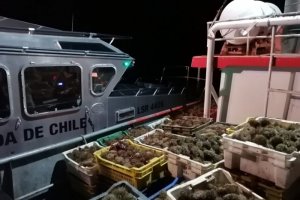 Autoridad Marítima de Castro incautó 9 toneladas de erizo Autoridad Marítima de Castro incautó 9 toneladas de erizo