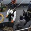 Cerca de 140 kilos de centolla fiscalizó la lancha Alacalufe