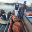 Cerca de 140 kilos de centolla fiscalizó la lancha Alacalufe