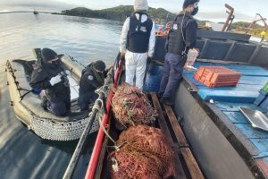 Cerca de 140 kilos de centolla fiscalizó la lancha "Alacalufe"