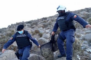 Autoridad Marítima decomisa 800 kilos de machas en la Serena