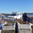 Armada incauta más de 9 toneladas de erizo en dos procedimientos en la isla Grande de Chiloé