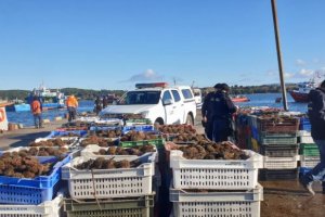 Armada incauta más de 9 toneladas de erizo en dos procedimientos en la isla Grande de Chiloé Armada incauta más de 9 toneladas de erizo en dos procedimientos en la isla Grande de Chiloé