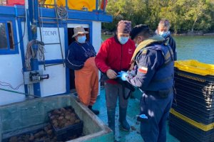 Fiscalización pesquera conjunta incauta 200 kilos de erizo en Aysén Fiscalización pesquera conjunta incauta 200 kilos de erizo en Aysén