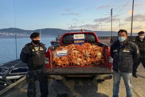 Más de dos toneladas de centolla son incautadas en Ancud Más de dos toneladas de centolla son incautadas en Ancud