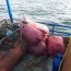 En dos procedimientos la Autoridad Marítima incautó un total de 1.150 kilos de recursos del mar