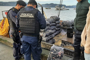 Autoridad Marítima incautó en Castro 245 kilos de choro bajo la talla mínima de extracción Autoridad Marítima incautó en Castro 245 kilos de choro bajo la talla mínima de extracción