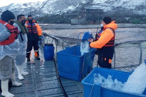 Realizan fiscalización de centros de cultivo en sector de isla Capitán Aracena Realizan fiscalización de centros de cultivo en sector de isla Capitán Aracena