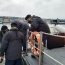Autoridad Marítima de Calbuco realizó evacuación médica de urgencia