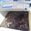 Autoridad Marítima incautó 100 kilos de Pulpo tras patrullajes en Quinchao