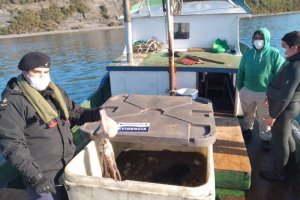 Autoridad Marítima incautó 100 kilos de Pulpo tras patrullajes en Quinchao
