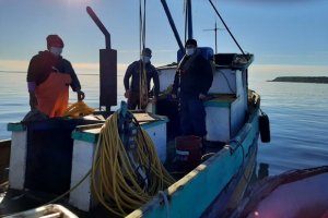 Autoridad Marítima incautó 300 kilos de erizo en el sur
