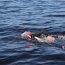 Capitanía de Puerto de Talcahuano brindó seguridad a deportista náutico especialista en triatlón