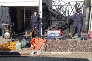 Autoridad Marítima de Queule decomisó 882 unidades de locos extraídos de forma ilegal