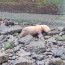 Personal de la Armada y SERNAPESCA realizan rescate a lobo marino en Ancud