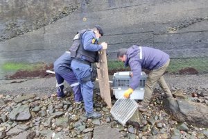 Personal de la Armada y SERNAPESCA realizan rescate a lobo marino en Ancud