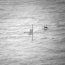 Armada rescata con vida a cinco tripulantes desde lancha a motor que se hundía