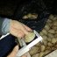 Capitanía de Puerto de Ancud incautó 6.900 kilos de almejas en dos procedimientos nocturnos
