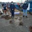 Incautan cerca de 2 toneladas de almejas en Quellón