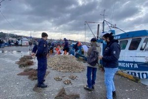 Incautan cerca de 2 toneladas de almejas en Quellón
