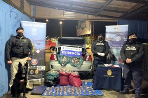 Binomio canino incautó más de 240 kilos de loco en rampa de conectividad de Chacao Binomio canino incautó más de 240 kilos de loco en rampa de conectividad de Chacao