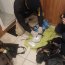En patrullajes preventivos canes de la Armada detectan 2 mil dosis de marihuana