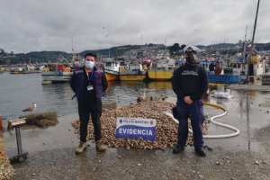 Armada incautó cerca de una tonelada de recurso almeja bajo talla mínima Armada incautó cerca de una tonelada de recurso almeja bajo talla mínima