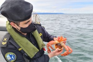 Autoridad Marítima desarrolló fiscalizaciones en Seno Otway detectando más de 1100 unidades de centolla aposadas Autoridad Marítima desarrolló fiscalizaciones en Seno Otway detectando más de 1100 unidades de centolla aposadas