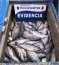  Capitanía de Puerto de Puerto Montt incauta 9,8 toneladas de salmones  