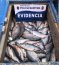 Capitanía de Puerto de Puerto Montt incauta 9,8 toneladas de salmones
