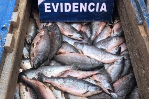 Capitanía de Puerto de Puerto Montt incauta 9,8 toneladas de salmones Capitanía de Puerto de Puerto Montt incauta 9,8 toneladas de salmones