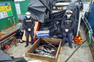 Policía Marítima incauta cerca de 13 mil kilos de salmón robado Policía Marítima incauta cerca de 13 mil kilos de salmón robado
