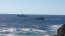 Capitanía de Puerto de Quintero activa operativo por buzo mariscador desaparecido