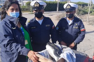Gobernación Marítima de Coquimbo apoyó rescate de pingüino de Magallanes en playa Chungungo Viejo Gobernación Marítima de Coquimbo apoyó rescate de pingüino de Magallanes en playa Chungungo Viejo