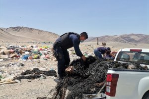 Capitanía de Puerto de Chañaral efectúa incautación de 1.500 kilos de huiro negro Capitanía de Puerto de Chañaral efectúa incautación de 1.500 kilos de huiro negro
